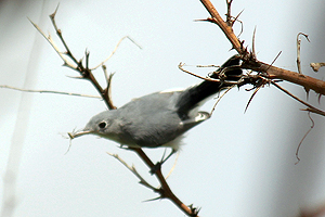 Blue-gray Gnatcatcher